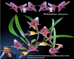 A New Species Of Orchid From Sarawak - Bulbophyllum Abangjoeii